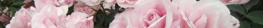 緑の館バラ図鑑　トップページ画像　バラとガーデニングを楽しみましょう。