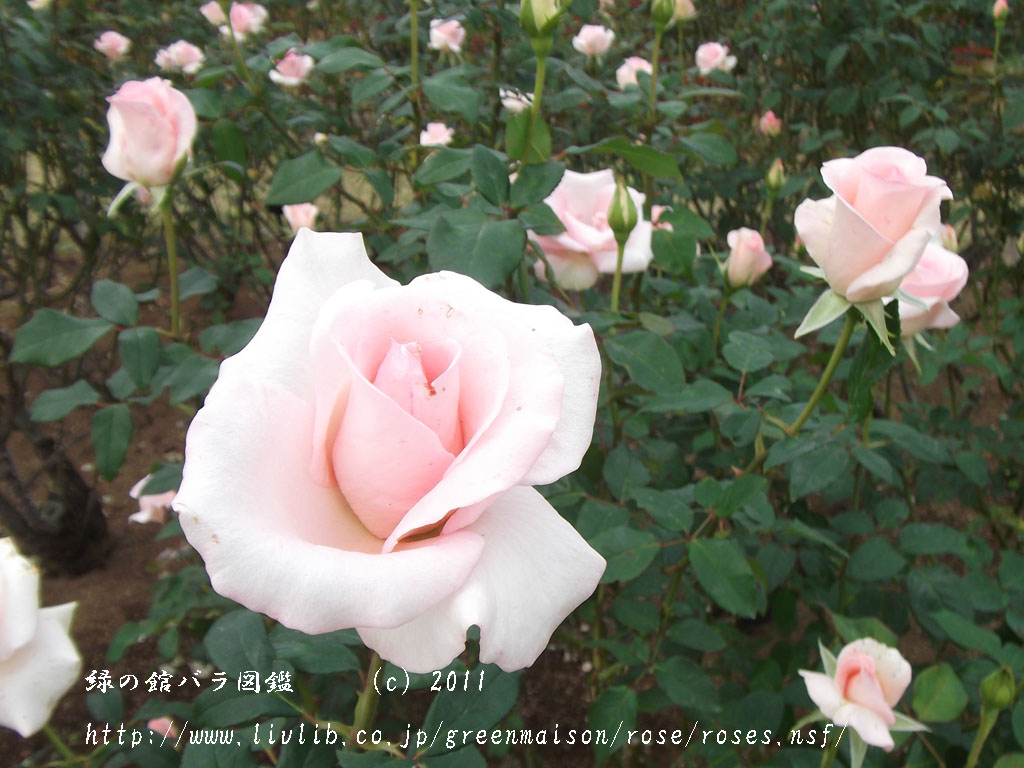 薔薇無料壁紙　緑の館　バラ図鑑　フラミンゴ