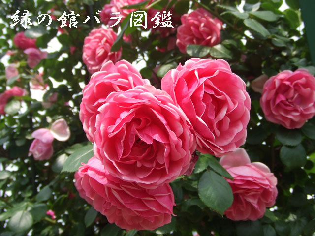 ポンポネッラ　四季咲きつるバラ